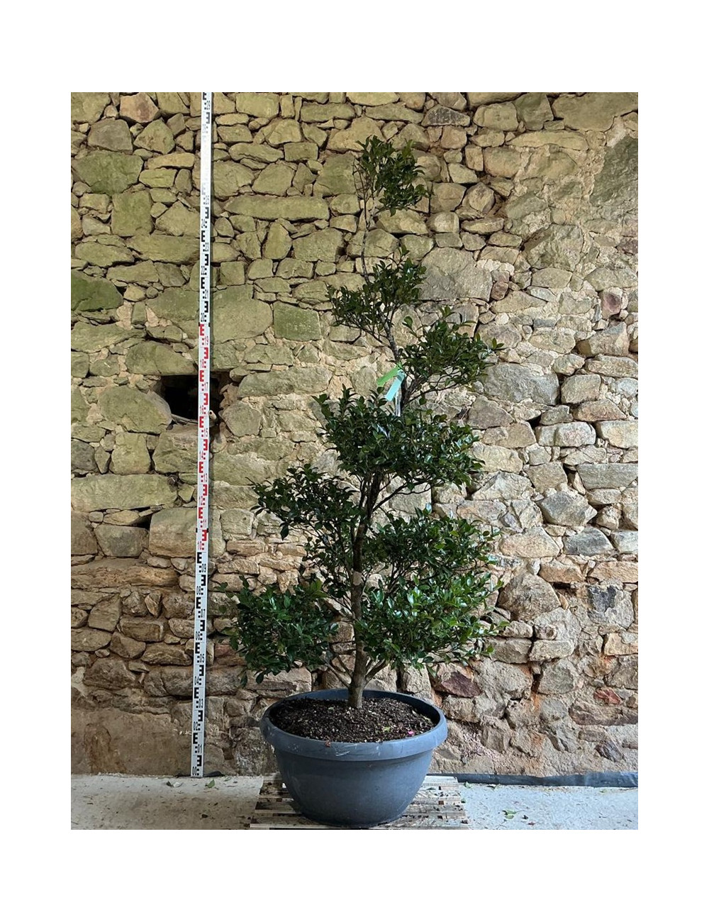 CAMELLIA sasanqua BLANC - Camélia d'automne Pot bonsaï hauteur 160-180 cm