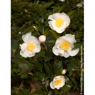 CAMELLIA sasanqua BLANC - Camélia d'automne