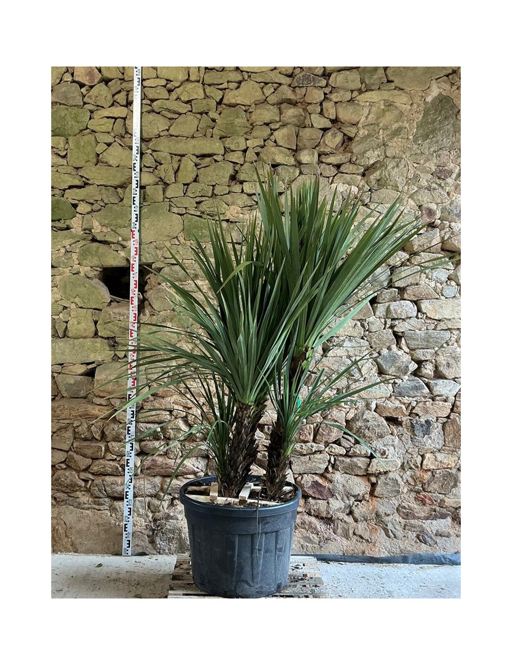 CORDYLINE australis - Cordyline Pot multi-troncs hauteur 150-175 cm