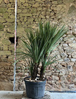 CORDYLINE australis - Cordyline Pot multi-troncs hauteur 150-175 cm