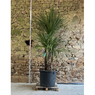 CORDYLINE australis - Cordyline Pot multi-troncs hauteur 200-250 cm