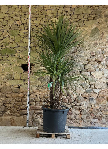 CORDYLINE australis - Cordyline Pot multi-troncs hauteur 200-250 cm