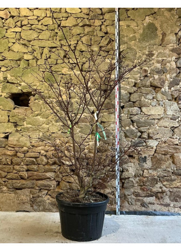 CORNUS controversa - Cornouiller des pagodes Pot buisson hauteur 175-200 cm