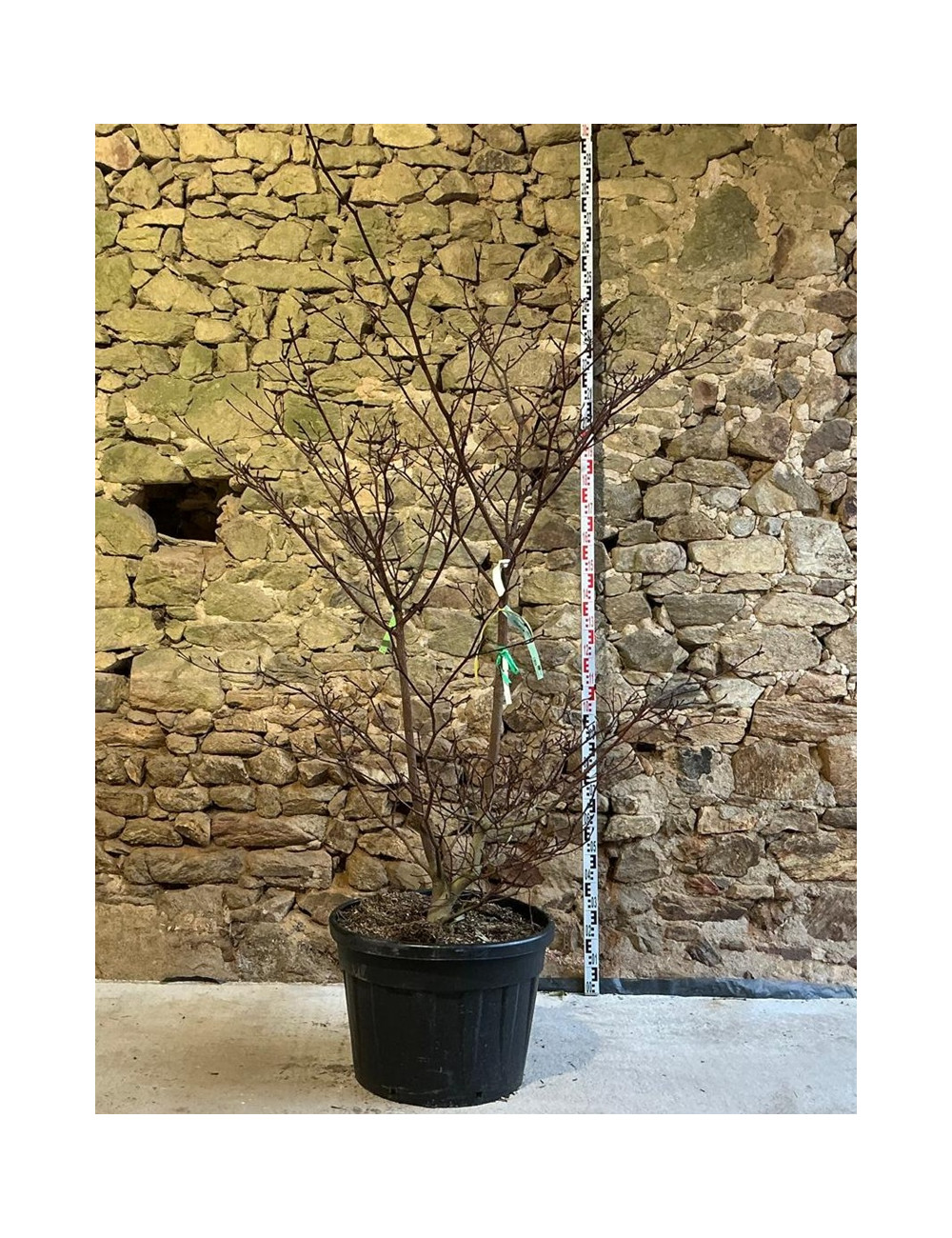 CORNUS controversa - Cornouiller des pagodes Pot buisson hauteur 175-200 cm