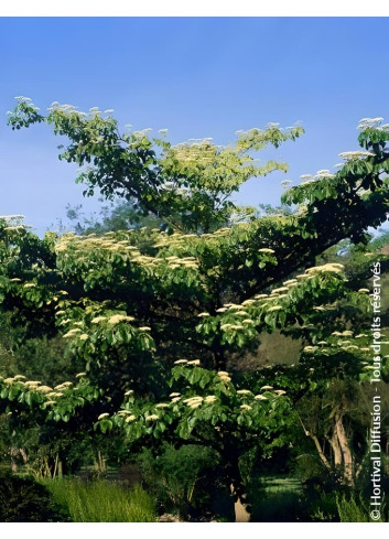 CORNUS controversa - Cornouiller des pagodes