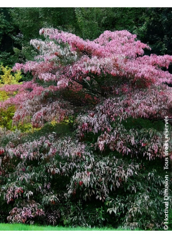 CORNUS controversa - Cornouiller des pagodes