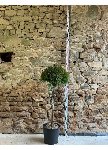 CRYPTOMERIA japonica GLOBOSA - Cèdre du Japon nain Pot tige hauteur du tronc hauteur 080-090 cm