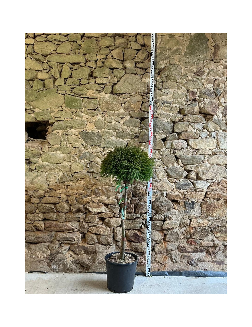 CRYPTOMERIA japonica GLOBOSA - Cèdre du Japon nain Pot tige hauteur du tronc hauteur 080-090 cm