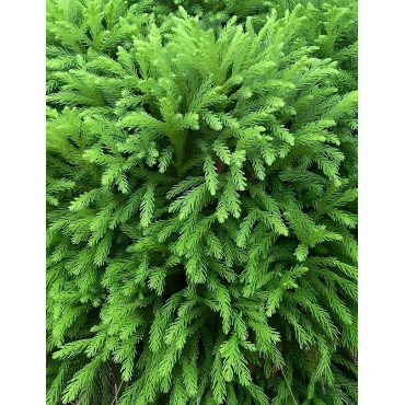CRYPTOMERIA japonica GLOBOSA - Cèdre du Japon nain