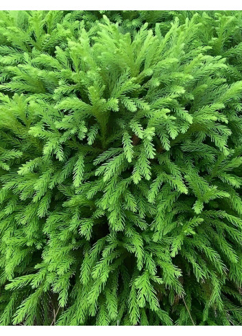 CRYPTOMERIA japonica GLOBOSA - Cèdre du Japon nain