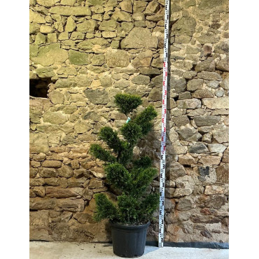 CUPRESSOCYPARIS leylandii CASTLEWELLAN GOLD - Cyprès de Leyland doré Pot bonsaï hauteur 120-140 cm
