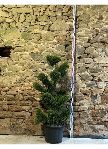 CUPRESSOCYPARIS leylandii CASTLEWELLAN GOLD - Cyprès de Leyland doré Pot bonsaï hauteur 120-140 cm