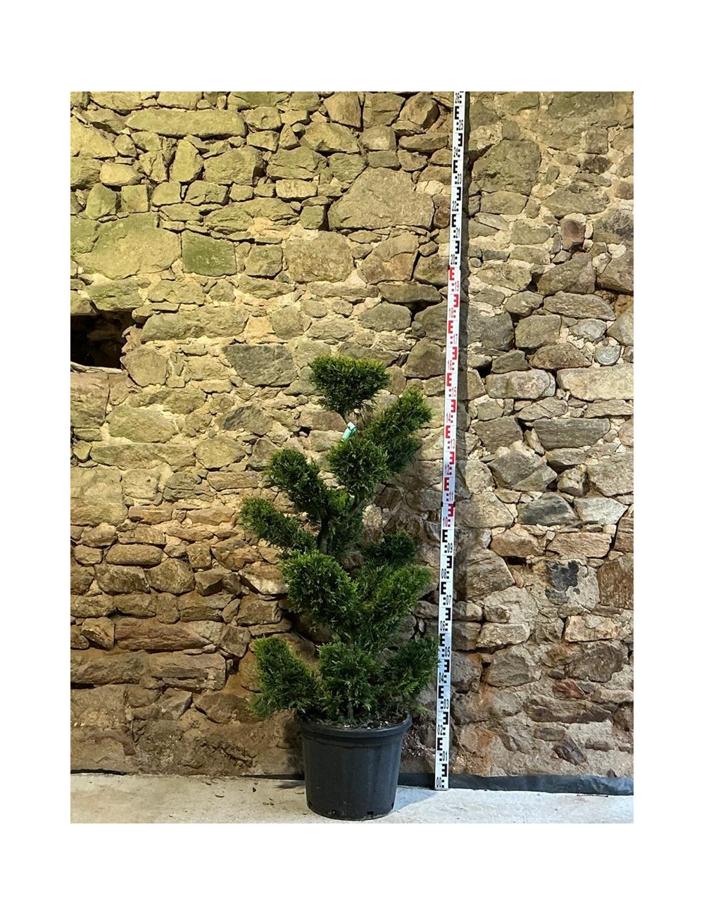 CUPRESSOCYPARIS leylandii CASTLEWELLAN GOLD - Cyprès de Leyland doré Pot bonsaï hauteur 120-140 cm