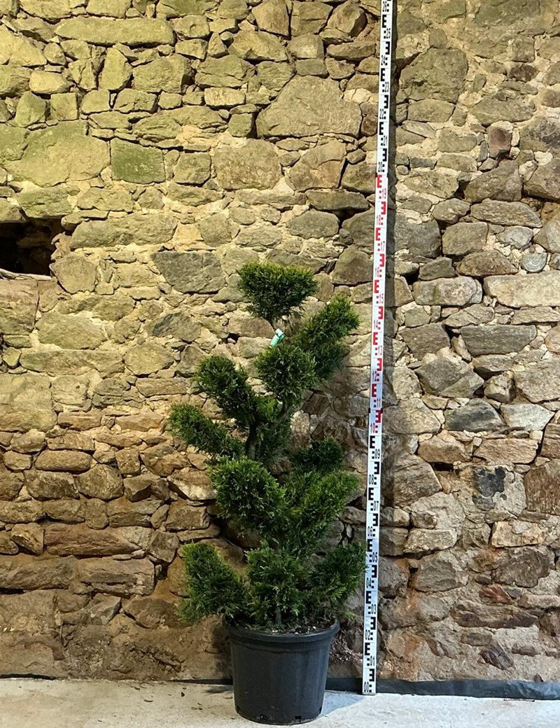CUPRESSOCYPARIS leylandii CASTLEWELLAN GOLD - Cyprès de Leyland doré Pot bonsaï hauteur 120-140 cm
