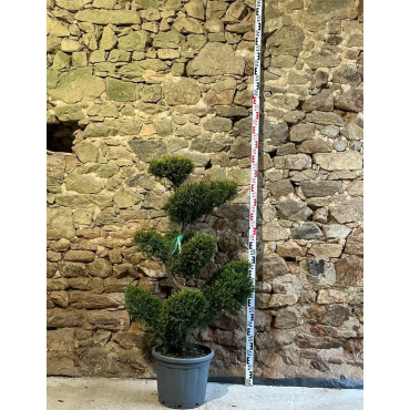 CUPRESSOCYPARIS leylandii CASTLEWELLAN GOLD - Cyprès de Leyland doré Pot bonsaï hauteur 140-160 cm