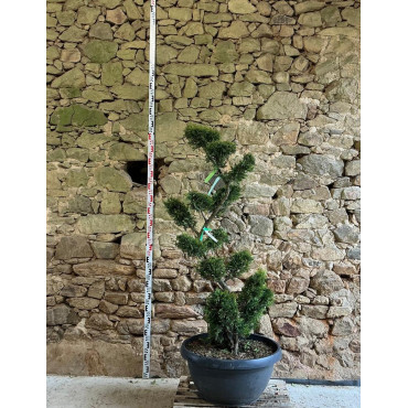 CUPRESSOCYPARIS leylandii CASTLEWELLAN GOLD - Cyprès de Leyland doré Pot bonsaï hauteur 160-180 cm