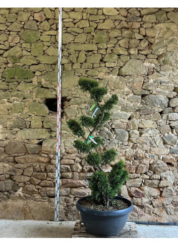 CUPRESSOCYPARIS leylandii CASTLEWELLAN GOLD - Cyprès de Leyland doré Pot bonsaï hauteur 160-180 cm
