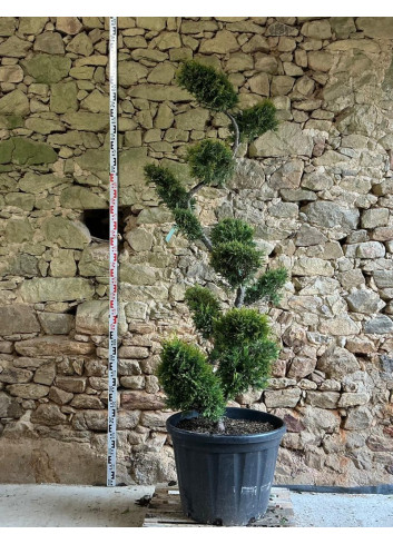 CUPRESSOCYPARIS leylandii CASTLEWELLAN GOLD - Cyprès de Leyland doré Pot bonsaï hauteur 180-200 cm