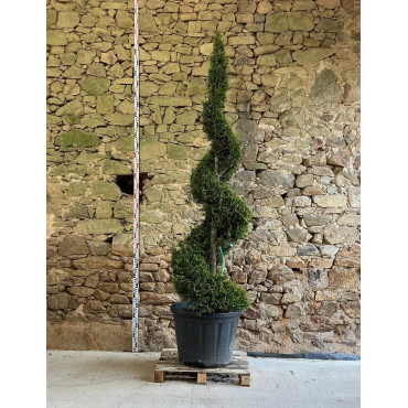 CUPRESSOCYPARIS leylandii CASTLEWELLAN GOLD - Cyprès de Leyland doré Pot spirale hauteur 200-225 cm