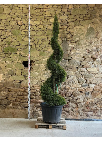 CUPRESSOCYPARIS leylandii CASTLEWELLAN GOLD - Cyprès de Leyland doré Pot spirale hauteur 200-225 cm