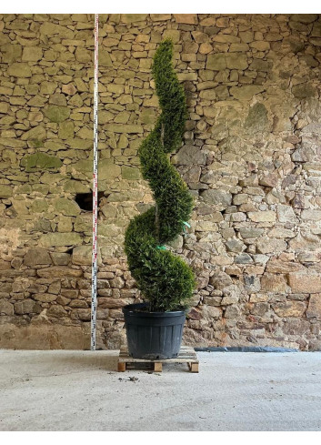 CUPRESSOCYPARIS leylandii CASTLEWELLAN GOLD - Cyprès de Leyland doré Pot spirale hauteur 250-270 cm