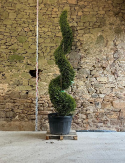 CUPRESSOCYPARIS leylandii CASTLEWELLAN GOLD - Cyprès de Leyland doré Pot spirale hauteur 250-270 cm