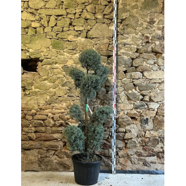 CUPRESSUS arizonica FASTIGIATA - Cyprès de l'Arizona fastigié Pot pompons hauteur 140-160 cm