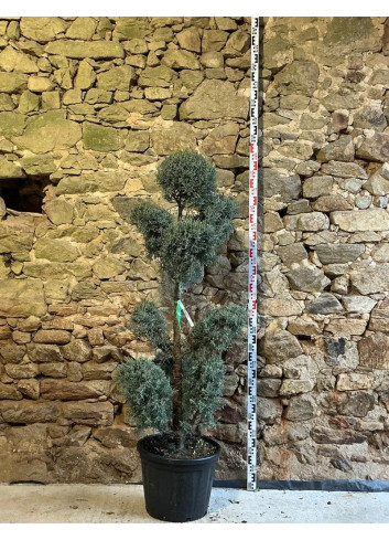 CUPRESSUS arizonica FASTIGIATA - Cyprès de l'Arizona fastigié Pot pompons hauteur 140-160 cm