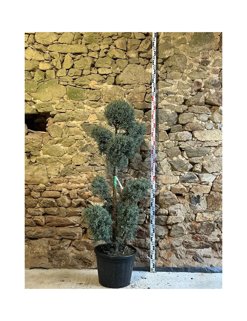 CUPRESSUS arizonica FASTIGIATA - Cyprès de l'Arizona fastigié Pot pompons hauteur 140-160 cm