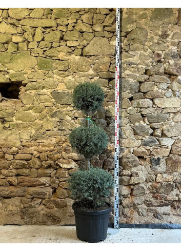 CUPRESSUS arizonica FASTIGIATA - Cyprès de l'Arizona fastigié Pot 3 boules superposées hauteur 140-160 cm