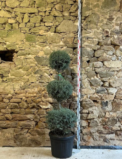 CUPRESSUS arizonica FASTIGIATA - Cyprès de l'Arizona fastigié Pot 3 boules superposées hauteur 140-160 cm