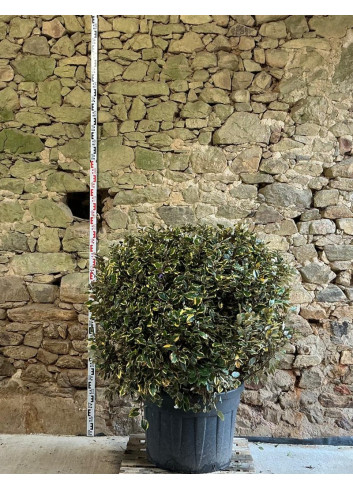 ELAEAGNUS ebbingei VIVELEG® - Chalef panaché