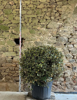 ELAEAGNUS ebbingei VIVELEG® - Chalef panaché