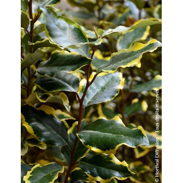 ELAEAGNUS ebbingei VIVELEG® - Chalef panaché