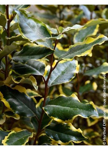 ELAEAGNUS ebbingei VIVELEG® - Chalef panaché