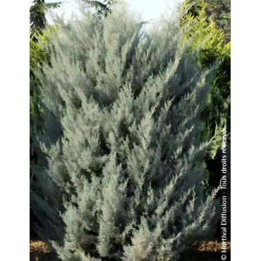CUPRESSUS arizonica FASTIGIATA - Cyprès de l'Arizona fastigié