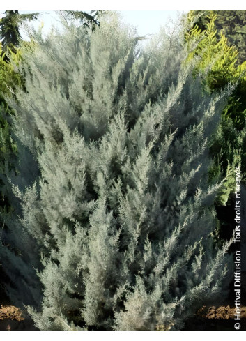 CUPRESSUS arizonica FASTIGIATA - Cyprès de l'Arizona fastigié