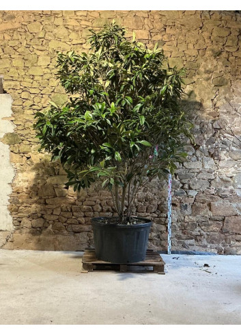 ERIOBOTRYA japonica - Néflier du Japon Pot multi-troncs extra hauteur 275-300 cm