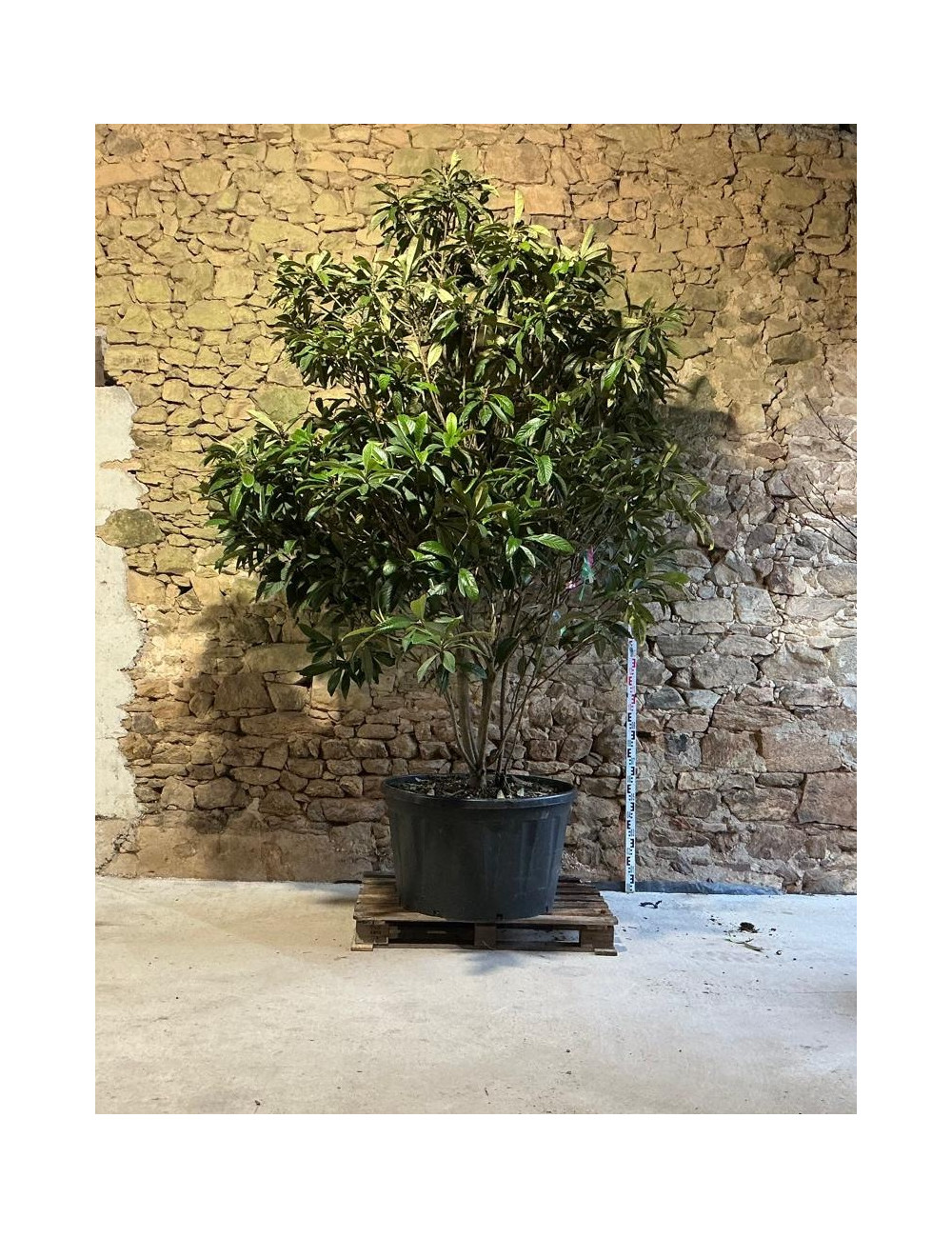 ERIOBOTRYA japonica - Néflier du Japon Pot multi-troncs extra hauteur 275-300 cm