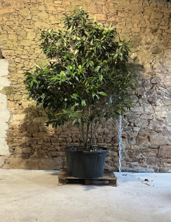 ERIOBOTRYA japonica - Néflier du Japon Pot multi-troncs extra hauteur 275-300 cm