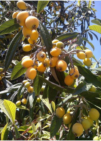 ERIOBOTRYA japonica - Néflier du Japon