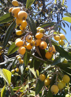 ERIOBOTRYA japonica - Néflier du Japon