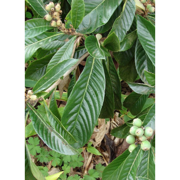 ERIOBOTRYA japonica - Néflier du Japon