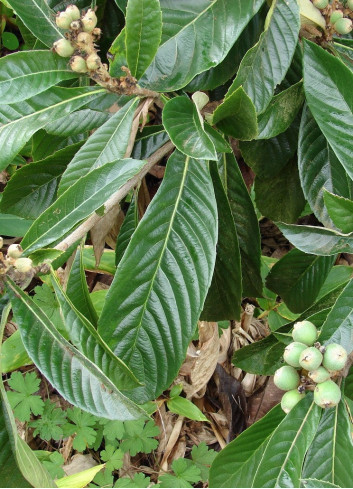 ERIOBOTRYA japonica - Néflier du Japon