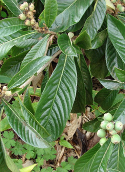 ERIOBOTRYA japonica - Néflier du Japon