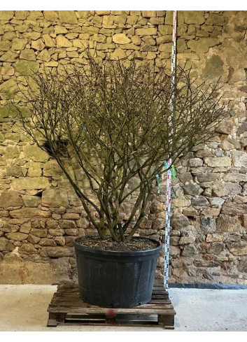 EUONYMUS alatus - Fusain à bois ailé Pot multi-troncs remontés extra hauteur 190-210 cm
