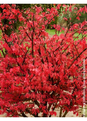 EUONYMUS alatus - Fusain à bois ailé