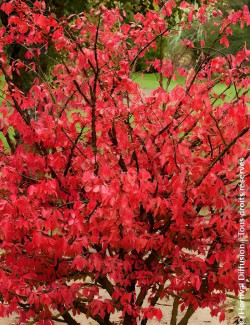 EUONYMUS alatus - Fusain à bois ailé