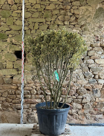 EUONYMUS japonicus BRAVO - Fusain du Japon Pot multi-troncs remontés hauteur 140-160 cm