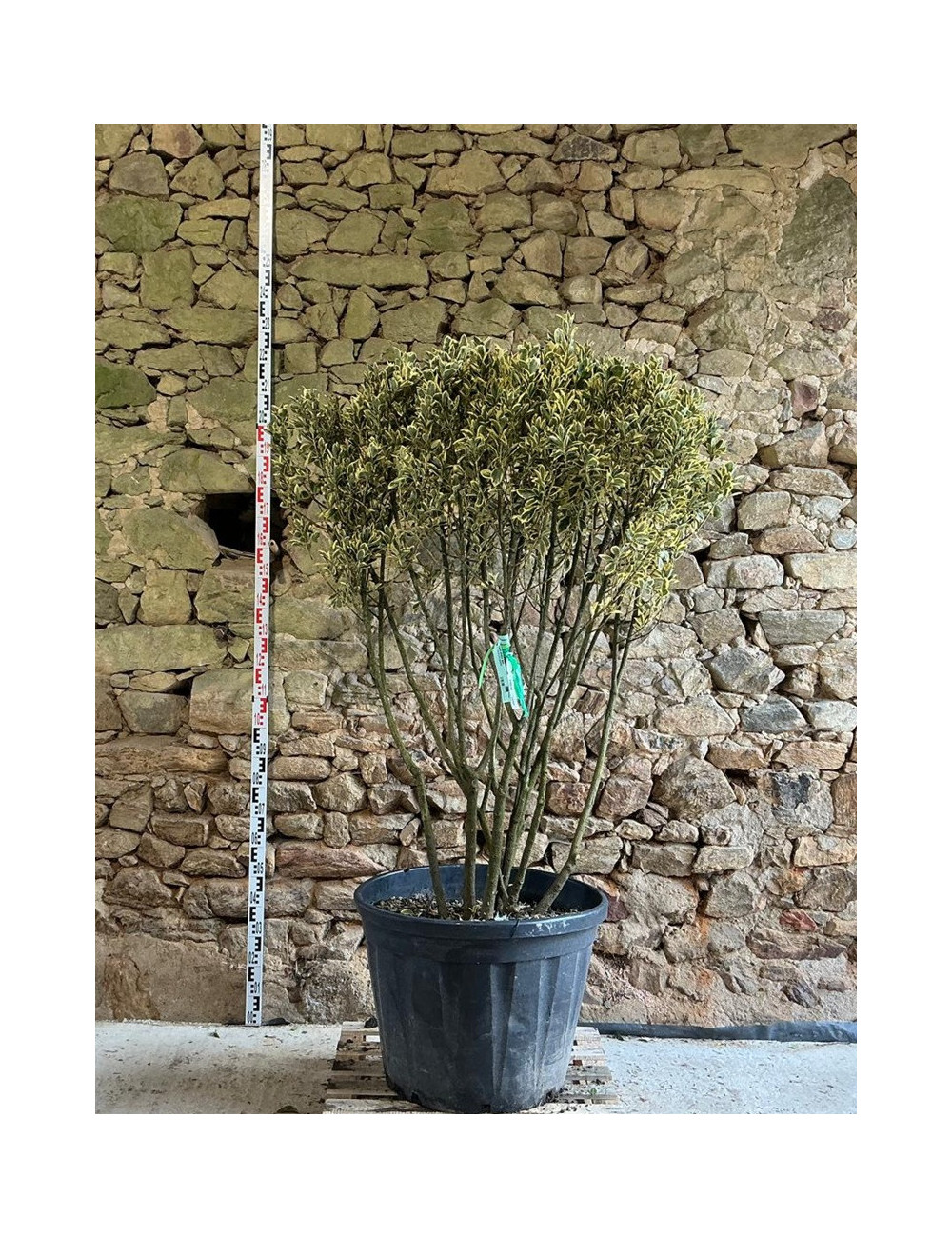 EUONYMUS japonicus BRAVO - Fusain du Japon Pot multi-troncs remontés hauteur 140-160 cm